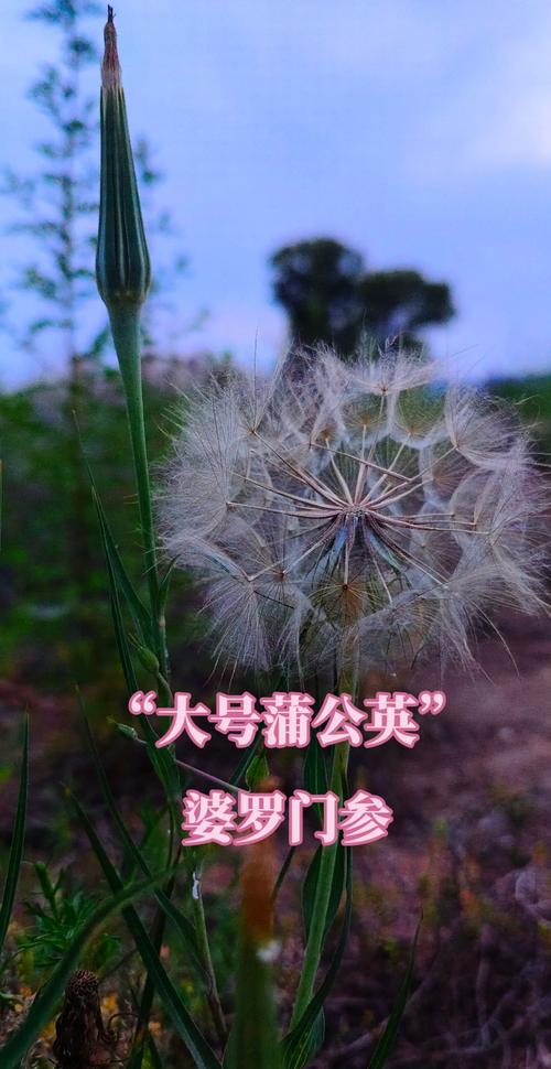 婆罗门参:蒲公英的"高配版" 🌸