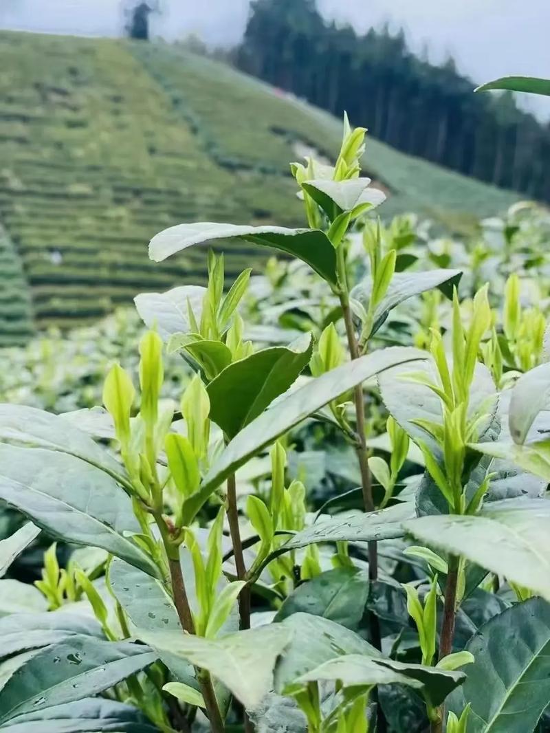 桐城小花茶是安徽桐城的历史名茶,徽茶名品,桐城茶区多高山深谷
