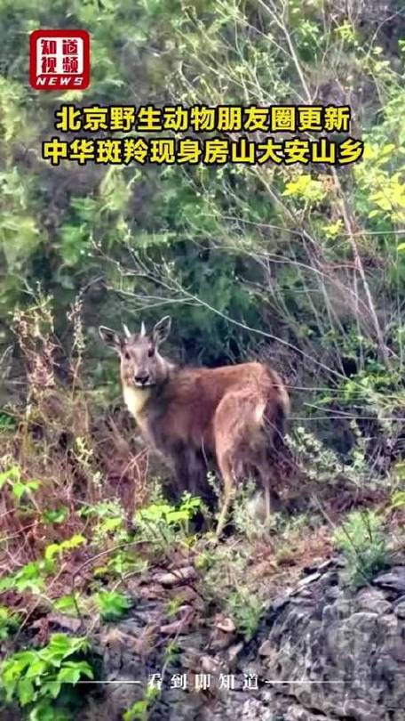 北京野生动物“进城”频繁：中华斑羚现身房山街头，救护中心每天接上百求助电话